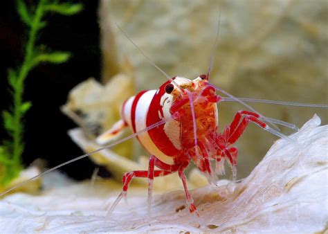 10 Freshwater shrimp species | Aquarium shrimp types & info - Aquariadise