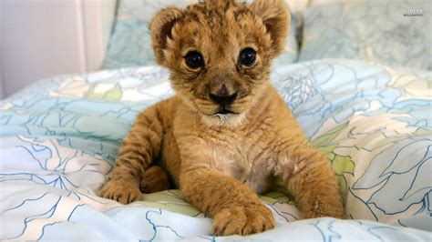 cute lion cubs - Lion cubs Photo (36274617) - Fanpop