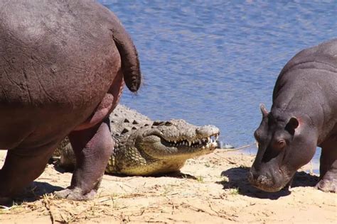 Hippo vs Crocodile: Similarities And Differences - Leo Zoo