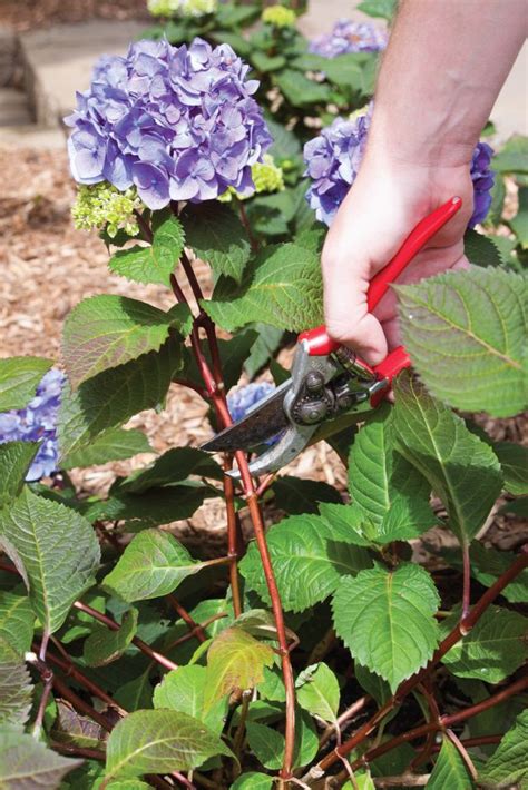 Planting Hydrangeas, Pruning Hydrangeas, Hydrangea Care | Planting hydrangeas, Hydrangea care ...