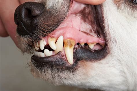 Are My Dogs Teeth Healthy