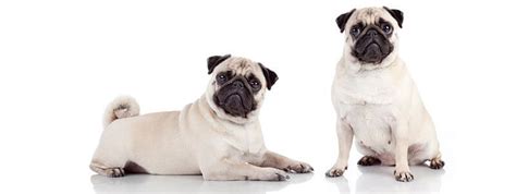 95 Of The Most Popular Pug Names You May Want To Use