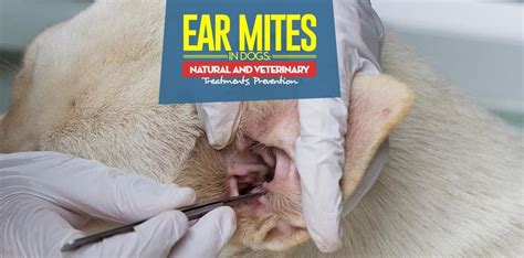 Ear Mites in Dogs: Symptoms, Natural Treatments and Prevention