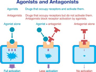 agonist vs. antagonist | antagonist-versus-agonist-blocker-versus-mimetic.gif | Pharmacology ...