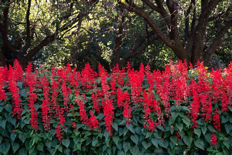 Red Salvia: Plant Care & Growing Guide