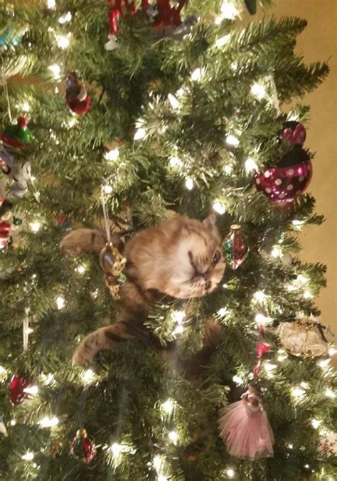 Under the Mistlepaw: 50 Funny Images of Cats in Christmas Trees | Bored Panda