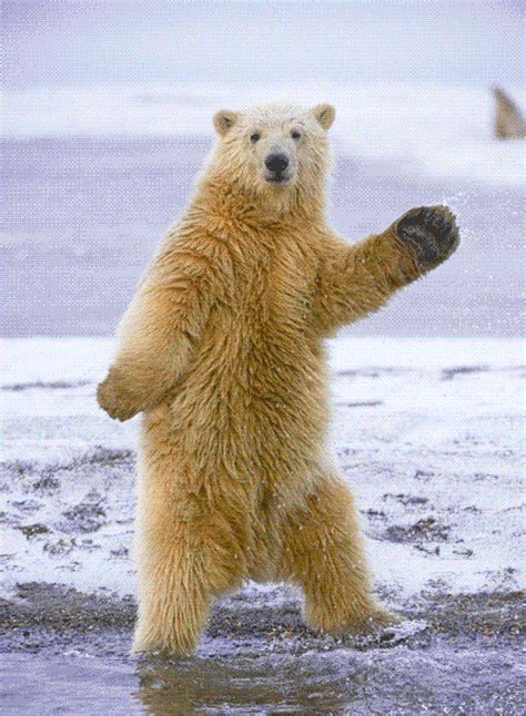 Polar Bear Dancing GIFs - Find & Share on GIPHY