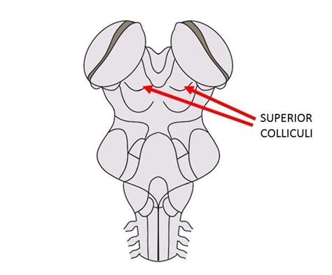 Know Your Brain: Superior Colliculus