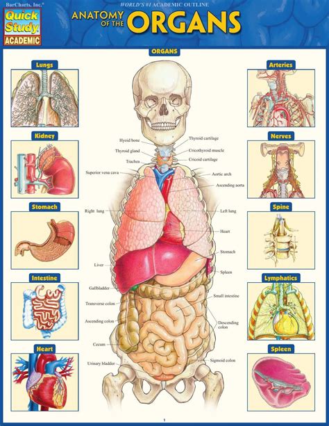 Human Body Anatomy Internal Organs Diagram