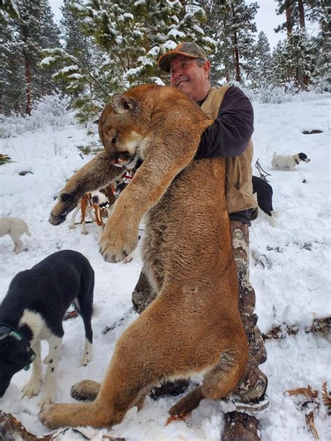 Spot and Stalk Mountain Lion Hunting » Outdoors International