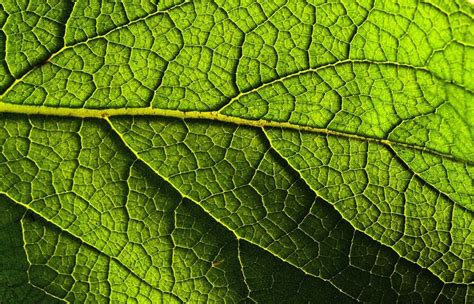 Leaves - Why do plants have leaves? | Young People's Trust For the Environment