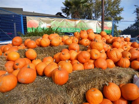 Snacking Squirrel: Autumn Walk, Pumpkin Patch and Seasonal Squash