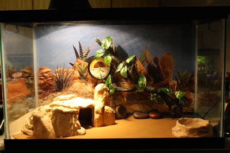 How to Set up a Leopard Gecko Enclosure - PetHelpful