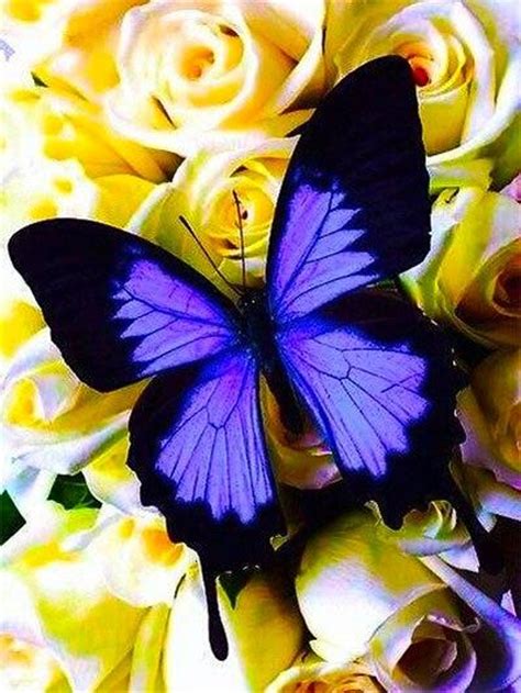 5D Diamond Painting Purple Butterfly on Yellow Roses Kit