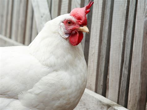 11 Best Meat Chicken Breeds for Your Homestead