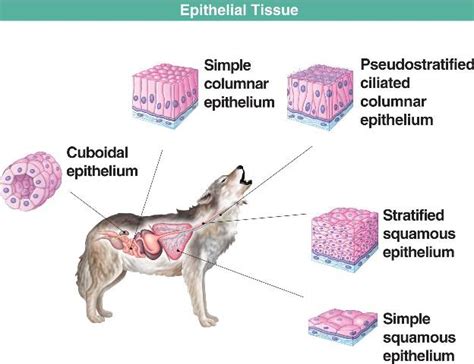 Types Of Epithelial Tissue In Animals