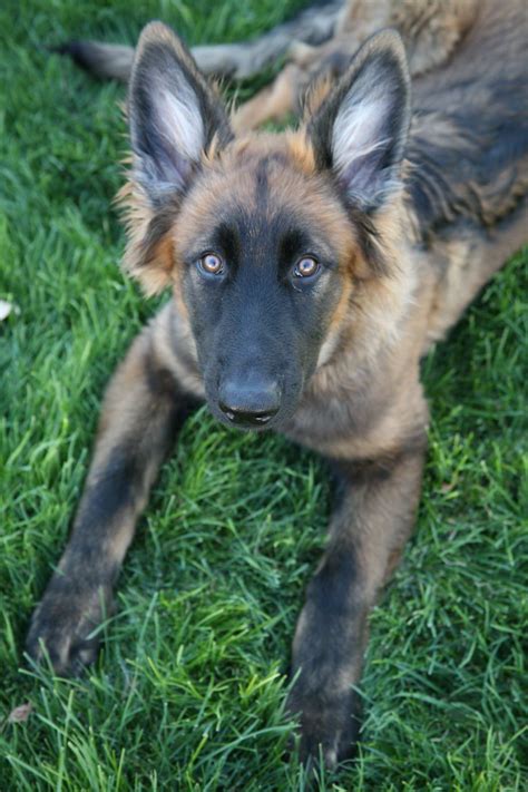 Blue Sable German Shepherd | PETSIDI