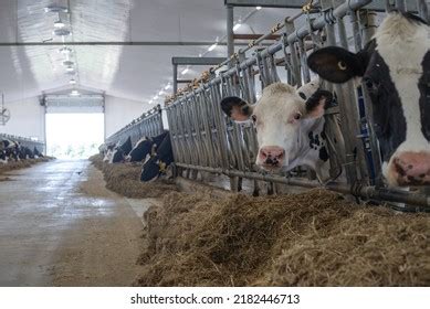 2,722 Cows eating silage Images, Stock Photos & Vectors | Shutterstock