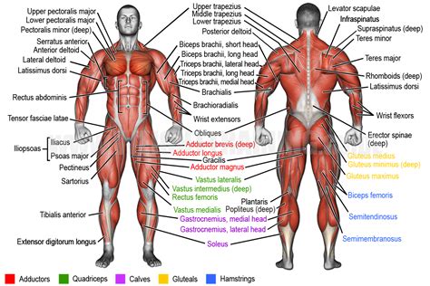 Learn muscle names | Weight Training Guide