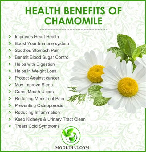 Incredible Health Benefits of Chamomile For Hair, Skin & Health - Moolihai