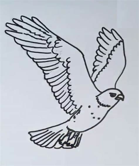 Hawk Drawing For Kids