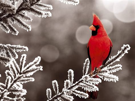 Northern Cardinal – Winter desktop wallpaper « Desktopia.net | Animal wallpaper, Bird wallpaper ...