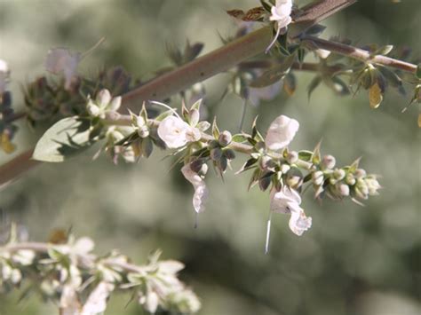 Salvia apiana (White Sage)