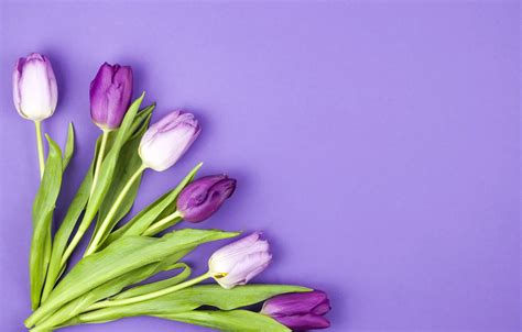 Wallpaper flowers, purple, tulips, flowers, beautiful, tulips, spring, purple images for desktop ...