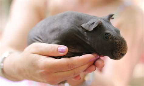 Tips to Care for a Guinea Pig - Best Family Pets