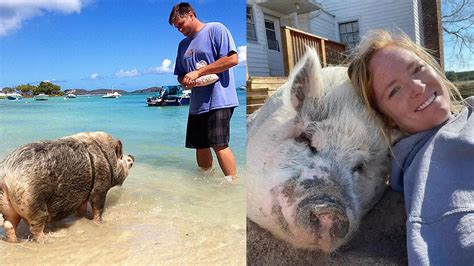 How A “Teacup Pig” Named Ziggy Inspired A North Carolina Couple To Take In Unwanted Farm Animals ...