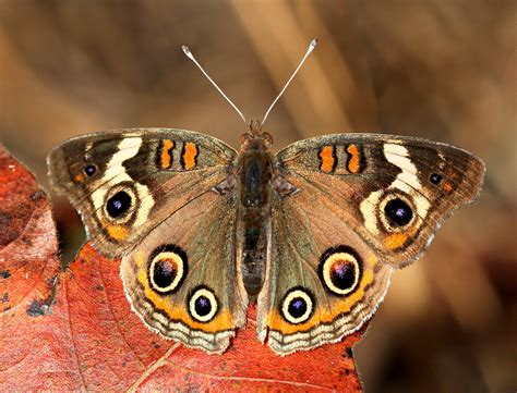 Common Buckeye Butterfly HD wallpaper | Wallpaper Flare