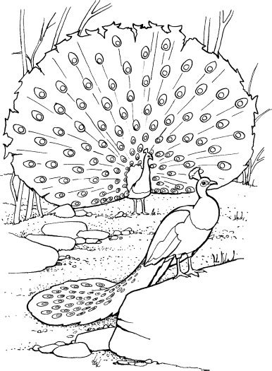 Realistic Peacock Coloring Pages at GetColorings.com | Free printable colorings pages to print ...