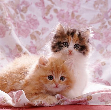 🔥 [50+] Cute Cats and Kittens Wallpapers | WallpaperSafari