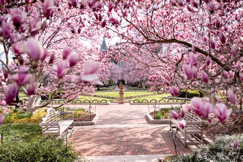 Cherry Blossom Watch Update: March 3, 2017 | 2021 Washington DC Cherry Blossoms