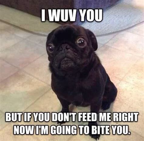 Black Pug Memes