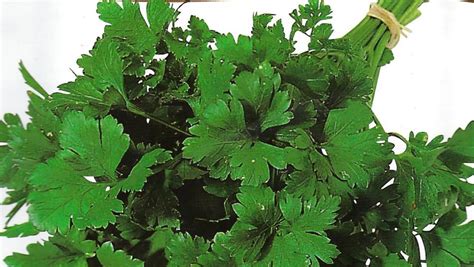 Italian Giant Italian Parsley Seed