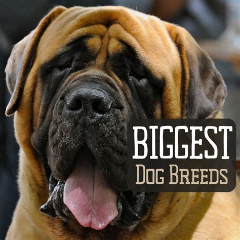 Top 10 Largest Dog Breeds - PetHelpful