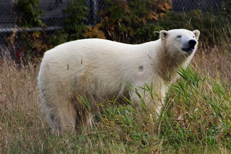 Polar Bear Habitat Opens Worlds Largest Outdoor Enclosure - My Timmins Now