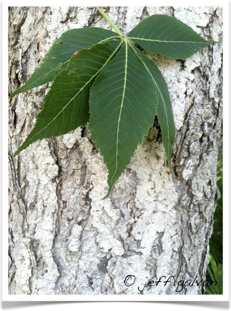 Ohio Buckeye – Bark and Leaf | Boulder Tree Care - Pruning & Tree Removal Services