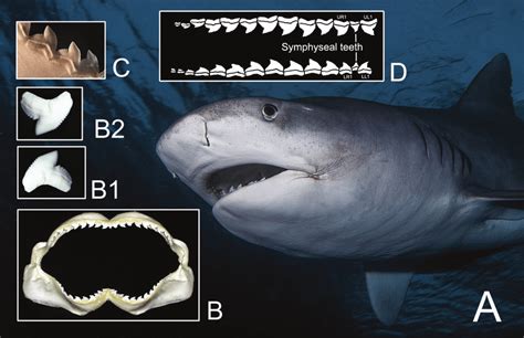 Tiger Shark Vs Bull Shark