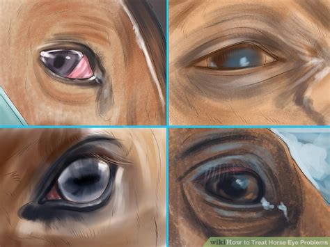 How to Treat Horse Eye Problems: 9 Steps (with Pictures) - wikiHow