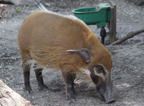 Red river hog - ZooChat