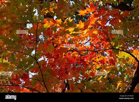 Red Maple Tree in the Fall Stock Photo - Alamy