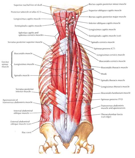 Muscles Of The Lower Back Diagram