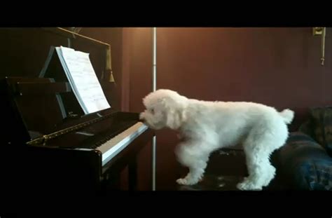 Dog plays the piano and sings along.