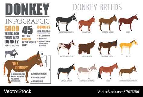 Donkey breeds infographic template animal farming Vector Image