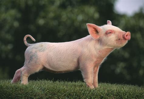 How to Choose Pig Breeds For Your Farm