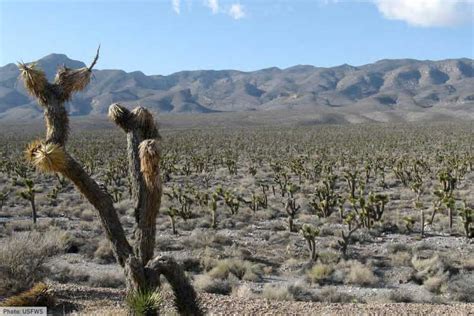 The Desert Biome: Facts, Characteristics, Types Of Desert, Life In Deserts