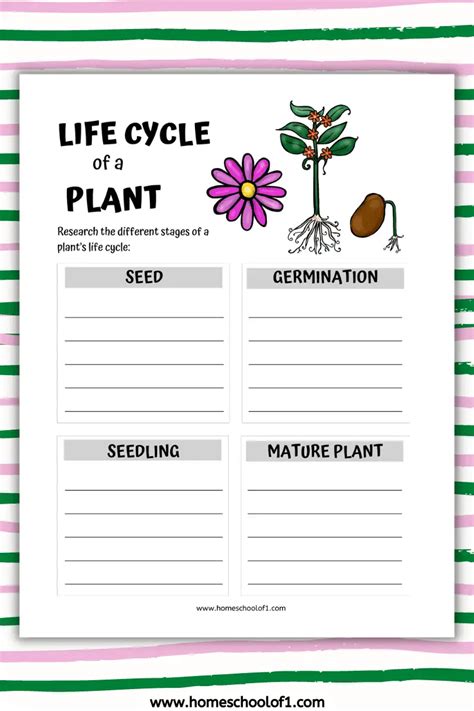 Free Life Cycle of a Plant Worksheet for Kids - Homeschool of 1