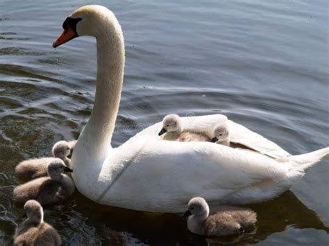 Swan and Cygnets stock image. Image of life, orange, pond - 9320639